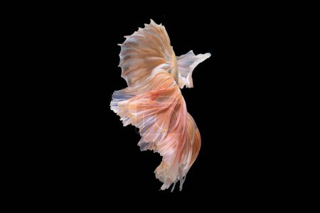 Foto de El contraste entre los tonos vibrantes del pez betta y el fondo oscuro acentúa sus elegantes movimientos creando una cautivadora muestra de belleza acuática. - Imagen libre de derechos