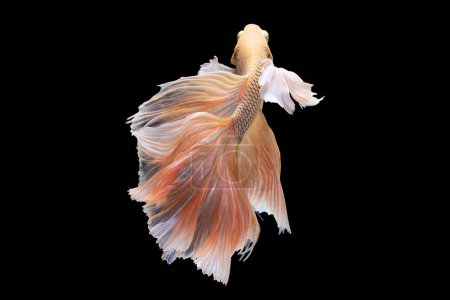 Foto de Colorido hermoso pez betta muestra elegante y suave natación a través de su ambiente acuoso. - Imagen libre de derechos