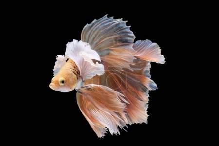Foto de Hermoso pez betta con gracia cautiva los ojos mientras nada con colores vibrantes sobre un fondo negro. - Imagen libre de derechos