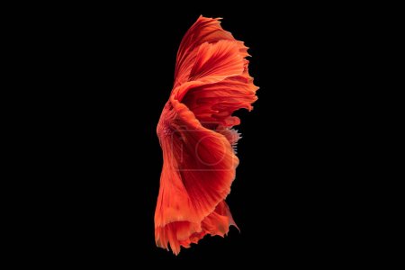Foto de El color vibrante del hermoso pez betta rojo contra el fondo negro crea un contraste cautivador y llamativo de ojos que acentúa su belleza. - Imagen libre de derechos