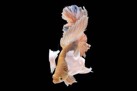 Foto de Hermoso pez betta emana un aura de energía y vivacidad cautivando a todos los que observan su presencia cautivadora mientras nadan en el fondo negro. - Imagen libre de derechos