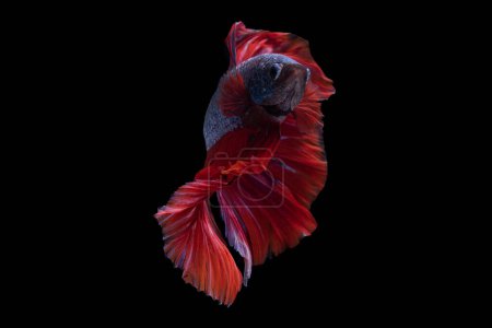 Foto de La combinación del fascinante azul y rojo ardiente contra el fondo negro crea una composición visualmente llamativa y armoniosa que muestra la exquisita belleza del hermoso pez betta. - Imagen libre de derechos