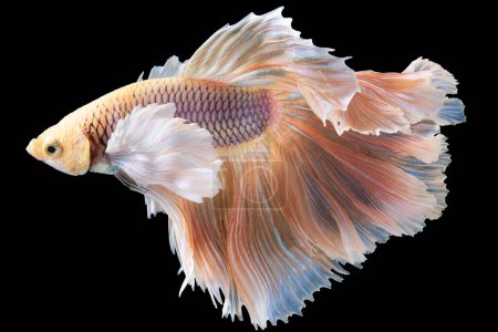 Photo for Beautiful betta fish's dazzling hues, ranging from vivid oranges to brilliant blues and radiant greens create a stunning visual spectacle against the dark backdrop. - Royalty Free Image