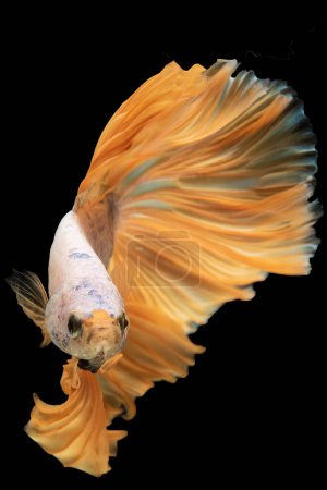 Foto de El tono radiante y vibrante añade un toque de brillo y vivacidad a los hermosos peces betta en la escena acuática creando una pantalla visualmente impresionante. - Imagen libre de derechos