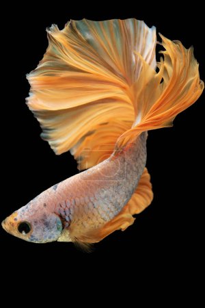 Foto de Imagen vertical de tono radiante y vibrante añade un toque de brillo y vivacidad a los hermosos peces betta en la escena acuática creando una pantalla visualmente impresionante. - Imagen libre de derechos