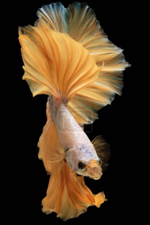 Foto de Imagen vertical de color amarillo vibrante hermoso pez betta captura los ojos añadiendo un toque de belleza radiante sobre fondo negro. - Imagen libre de derechos