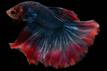 Foto de En medio del cautivador fondo negro, un hermoso pez betta azul con una llamativa cola roja se desliza a través del agua creando una impresionante. - Imagen libre de derechos