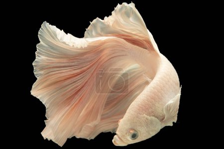 Photo for Against the striking black background a beautiful white betta fish glides through the water its pure and pristine color radiating an aura of elegance. - Royalty Free Image