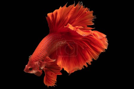 Foto de Los tonos rojos profundos de las escamas de los hermosos peces betta se destacan audazmente contra el contraste negro creando una vista visualmente cautivadora.. - Imagen libre de derechos