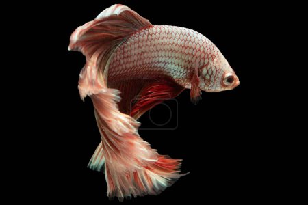 Foto de El fondo oscuro intensifica el brillo de los colores del pez betta enfatizando sus patrones únicos y agregando un aura de misterio. - Imagen libre de derechos