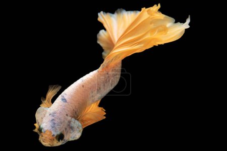 Foto de Vibrante color amarillo hermoso pez betta llama la atención añadiendo un toque de belleza radiante sobre fondo negro. - Imagen libre de derechos