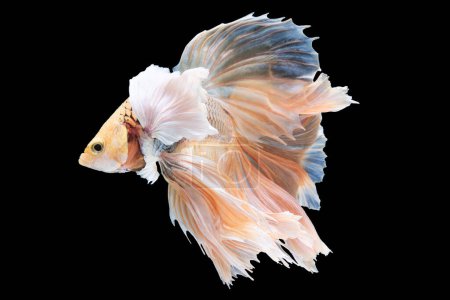 Foto de Con sus tonos vibrantes y sus aletas fluidas, el pez betta crea un espectáculo visual mientras se desliza sin esfuerzo por el agua exudando un aura de elegancia.. - Imagen libre de derechos