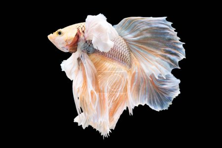 Foto de El colorido y cautivador pez betta muestra su elegante y suave natación mientras navega sin esfuerzo a través de su ambiente acuoso. - Imagen libre de derechos