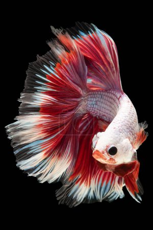 Die fesselnde Färbung des rot-weißen Beta-Fisches schafft eine optisch auffällige Erscheinung, die Aufmerksamkeit und Bewunderung auf sich zieht, Betta splendens isoliert auf schwarzem Hintergrund.