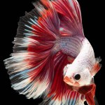 Captivating coloration of the red and white betta fish creates a visually striking appearance that draws attention and admiration, Betta splendens isolated on black background.