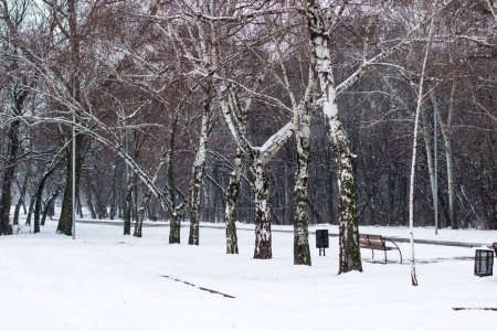 Abedules cubiertos de nieve en el parque. Paseo de invierno
