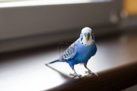 Blue budgerigar close-up. Pet on the windowsill