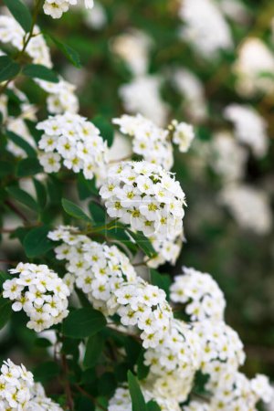 Blühende weiße Girlandspirea (Spiraea arguta), Brautkranz.
