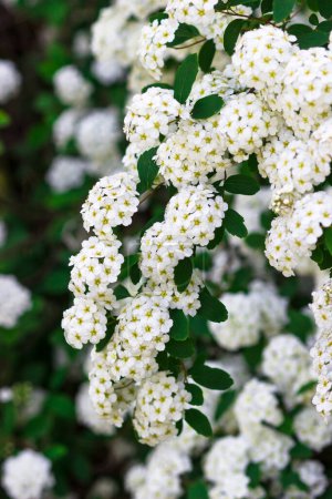 Floración abundante de arbustos blancos. Spiraea arguta, Corona de novias.