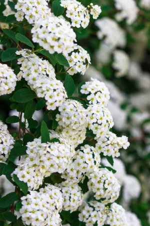 Flowering white Garland Spirea Spiraea arguta , Brides wreath.