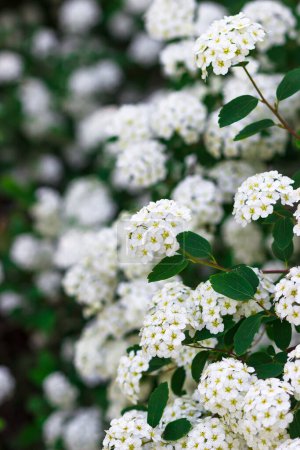 Floraison guirlande blanche Spirea Spiraea arguta, Couronne de mariée.