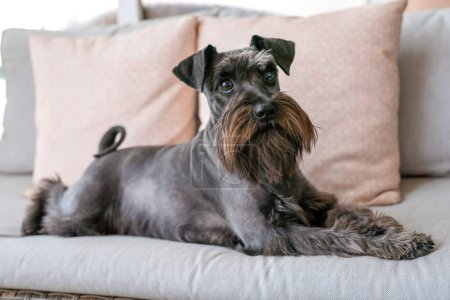 Téléchargez les photos : Gros plan d'un mini chien schnauzer noir couché sur un canapé gris dans le salon. Confortable, animal amis concept. - en image libre de droit