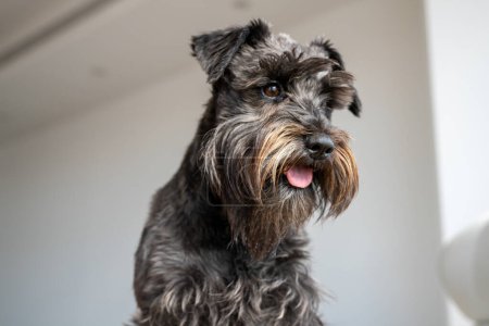 Téléchargez les photos : Gros plan du petit chien Schnauzer canapé-salon dans le salon - en image libre de droit