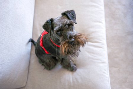 Téléchargez les photos : Gros plan d'un mini chien schnauzer noir couché sur un canapé gris dans le salon. Confortable, animal amis concept. - en image libre de droit