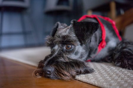 Téléchargez les photos : Gros plan Gros plan d'un mini chien schnauzer noir couché sur le sol dans le salon. Confortable, animal amis concept. - en image libre de droit