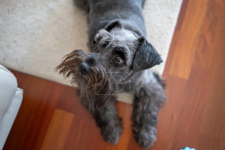 Téléchargez les photos : Gros plan d'un mini chien schnauzer noir couché sur le sol dans le salon. Confortable, animal amis concept. - en image libre de droit