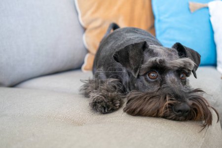 Téléchargez les photos : Gros plan Gros plan d'un mini chien schnauzer noir couché sur un canapé gris dans le salon. Confortable, animal amis concept. - en image libre de droit
