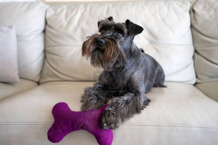 Téléchargez les photos : Gros plan Gros plan d'un mini chien schnauzer noir couché sur un canapé gris dans le salon. Confortable, animal amis concept. - en image libre de droit