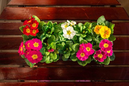 Photo for Primrose flowers in flower pot outdoor blooming garden street flower vegetation - Royalty Free Image