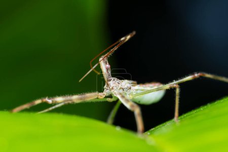 Téléchargez les photos : Assassin bug close seup shot looking up (Rhynocoris iracundus), Satara, Maharashtra, Inde - en image libre de droit