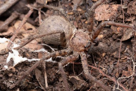 Téléchargez les photos : Gros plan sur l'araignée chasseuse (Heteropoda venatoria), Satara, Maharashtra, Inde 1 - en image libre de droit