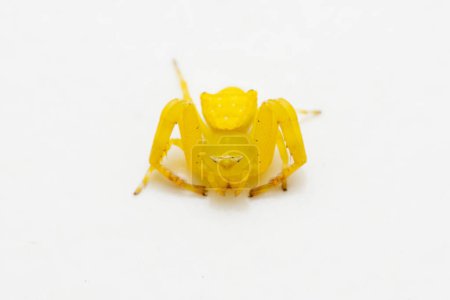 Téléchargez les photos : Araignée de crabe jaune (Thomisus onustus) sur fond blanc, Satara, Maharashtra, Inde - en image libre de droit