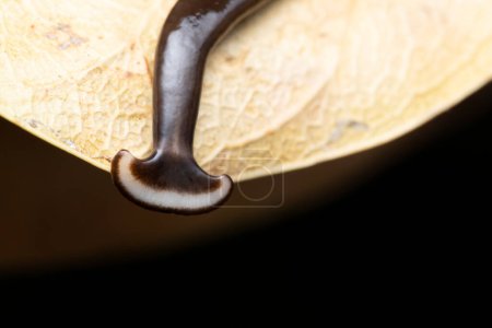 Téléchargez les photos : Gros plan de la famille des Bipaliidae de la limace à tête martelée (Humbertium sp) - en image libre de droit
