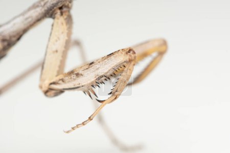 Téléchargez les photos : Griffes rapides de la mante écorce (Iris oratoria) - en image libre de droit
