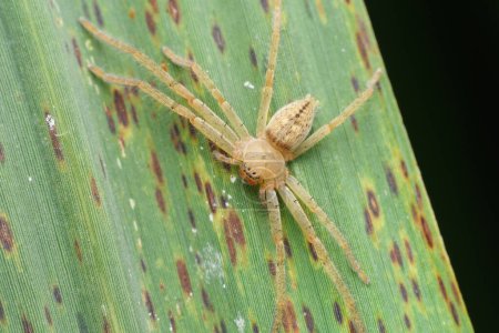 Téléchargez les photos : Une araignée chasseuse (Olios argelasius) s'accroche à une feuille verte dans Satara, ses motifs complexes se mélangeant dans le feuillage. - en image libre de droit