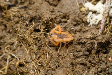 Téléchargez les photos : Un jeune scorpion Hottentotta tamulus repose sur le sol, capturé à Satara, mettant en évidence les créatures minuscules mais puissantes de la région. - en image libre de droit