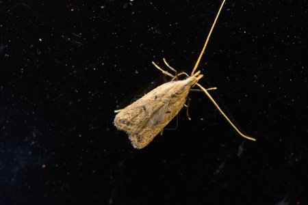 Crocanthes micradelpha, a long-horned moth resting on a glass surface, highlighted by the contrast with the dark background.