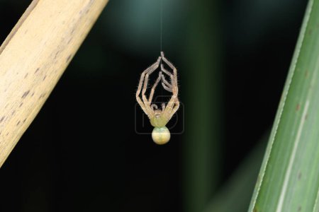 Téléchargez les photos : Olios melleti, une araignée chasseuse verte, capturée dans le processus de mue, un stade critique de croissance pour les arachnides. - en image libre de droit