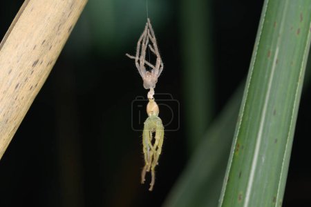 Téléchargez les photos : Un moment époustouflant capturé en Olios melleti, araignée chasseuse verte, est vu à mi-mue, émergeant délicatement de son ancien exosquelette au milieu du feuillage de Pune - en image libre de droit