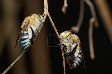 A tranquil scene of Amegilla cinguata bees at rest on a twig, captured in Pune.