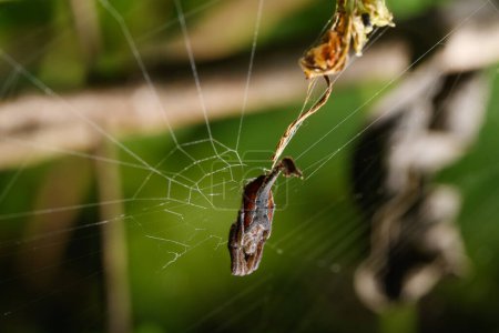 Dieses Bild fängt die charakteristische Arachnura angura in ihrem Netz ein, deren verlängertes Schwanzsegment den Wäldern von Satara einen Hauch von Exotik verleiht..