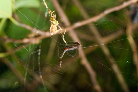 Téléchargez les photos : La forme intrigante de l'Arachnura angura, posé sur un seul brin de sa toile, démontre les adaptations uniques de la faune araignée de Satara. - en image libre de droit
