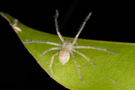 Macro shot d'Olios milleti, une araignée chasseuse, avec ses longues pattes distinctives étalées sur une feuille.