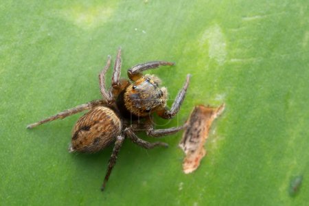 Macro-photo d'un Hasarius adansoni brun, communément appelé l'araignée sauteuse d'Adanson, sur une surface de feuille verte.