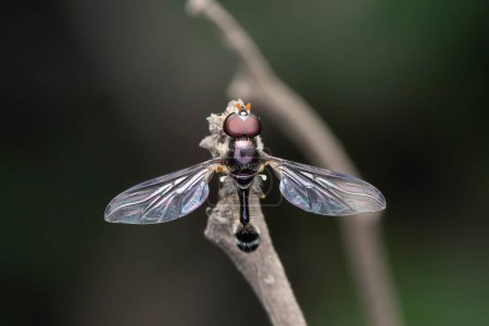 Allobaccha apicalis, una mosca voladora, descansando sobre una ramita con sus alas iridiscentes en Pune, India.