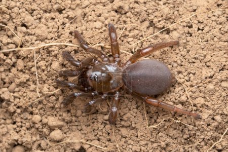The trapdoor spider, Idiopis bomayensis, captured in an aggressive pose on the soil.